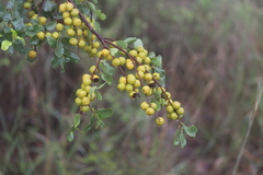 Petalostigma banksii