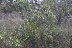 Petalostigma banksii