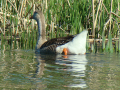Anser anser domesticus × anser cygnoides domesticus