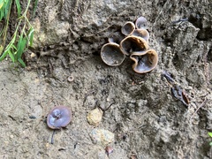 Pezizaceae