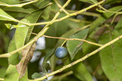 Elaeocarpus reticulatus