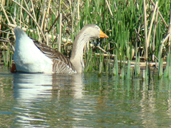 Anser anser domesticus × anser cygnoides domesticus