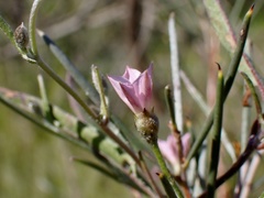 Convolvulus remotus