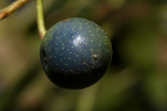 Elaeocarpus reticulatus