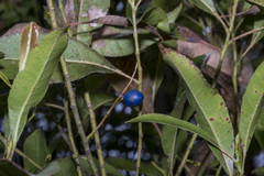 Elaeocarpus reticulatus