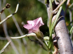 Convolvulus remotus