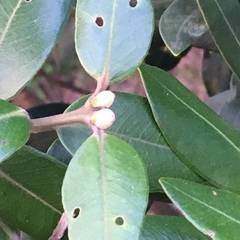 Metrosideros excelsa