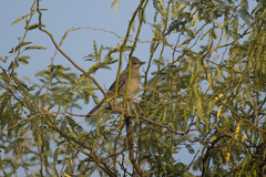 Hypocolius ampelinus