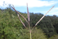Dichanthium