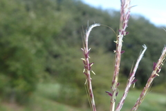 Dichanthium