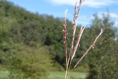 Dichanthium