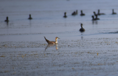 Hydrophasianus chirurgus