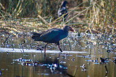 Porphyrio poliocephalus