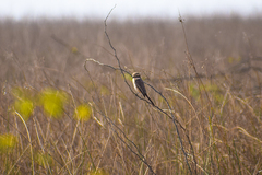 Lanius phoenicuroides