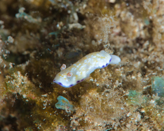 Goniobranchus albopustulosus