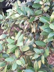 Metrosideros excelsa