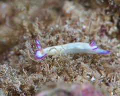 Hypselodoris violabranchia