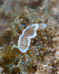 Glossodoris rufomarginata