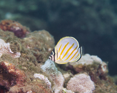 Chaetodon ornatissimus