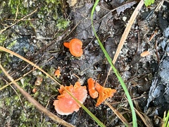 Cantharellus cinnabarinus
