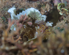 Taenianotus triacanthus