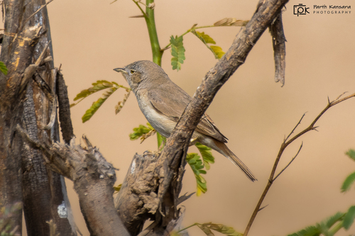 Curruca enana (Curruca nana)