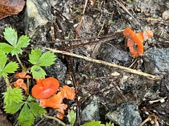 Cantharellus cinnabarinus