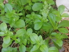 Polycarpon tetraphyllum