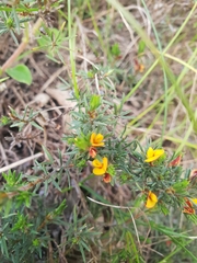 Pultenaea tenuifolia