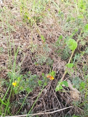 Pultenaea tenuifolia