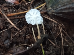 Delicatula integrella