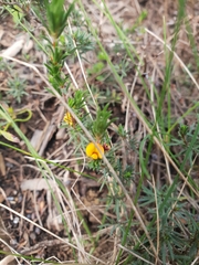 Pultenaea tenuifolia