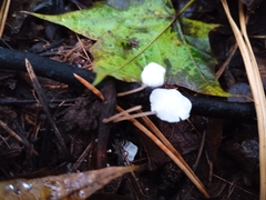 Delicatula integrella
