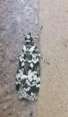 Scoparia exhibitalis