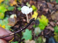Delicatula integrella