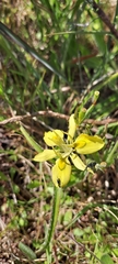 Moraea papilionacea