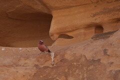 Carpodacus synoicus