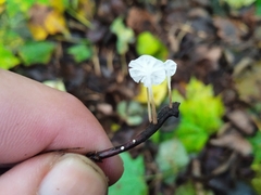 Delicatula integrella