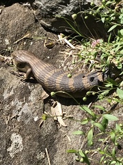 Tiliqua scincoides