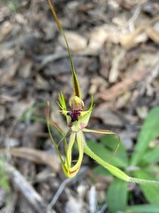 Caladenia attingens