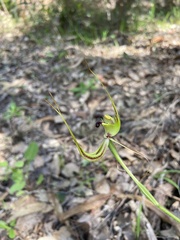 Caladenia attingens