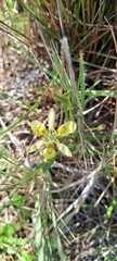 Moraea papilionacea