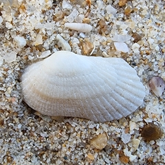 Barbatia