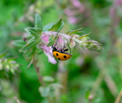 Coccinella septempunctata