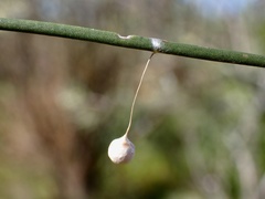 Tamopsis