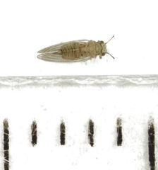 Cryptoneossa triangula