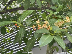 Fagraea fragrans
