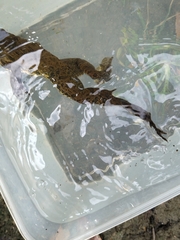 Hoplobatrachus chinensis