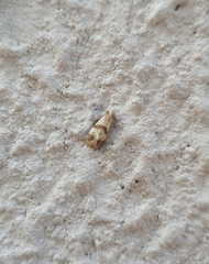 Phalonidia contractana