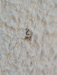 Phalonidia contractana